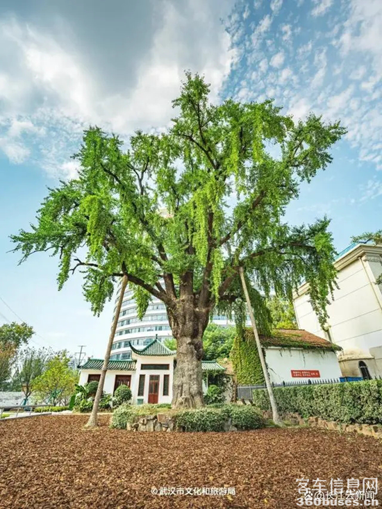 1722914493533496.png 24.webp.png