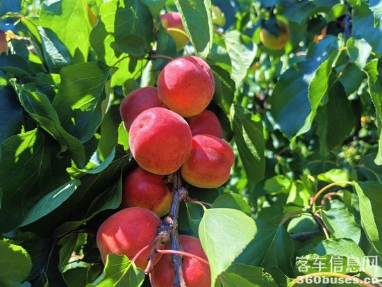 1749425848831100.jpg 1.jpg